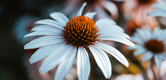 BlackLabel_Blume.jpg